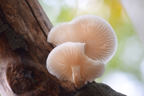 porceleinzwam (Oudemansiella mucida) 10-2020 3720